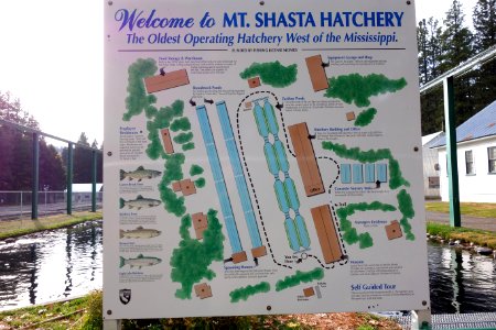 Mount Shasta Trout Hatchery - Mount Shasta City, California - DSC02791