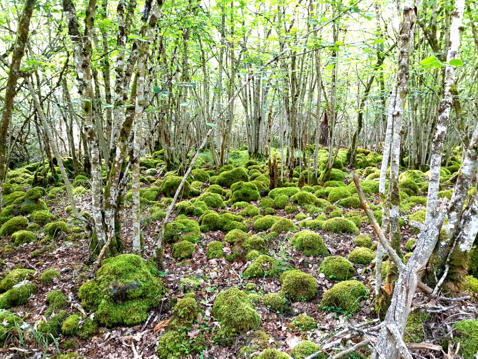 Moss Covered Rocks (166420807)