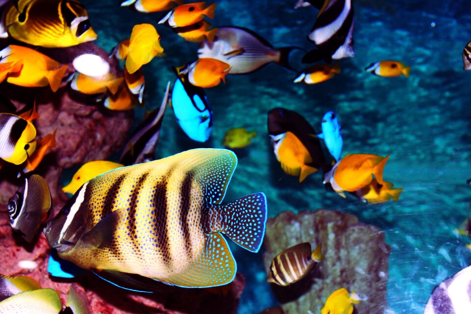 Fish tank sea exotic fish