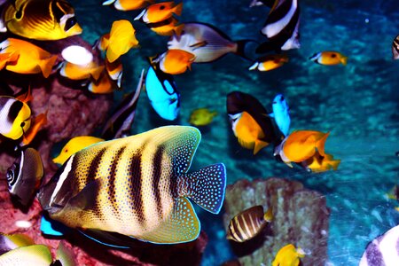 Fish tank sea exotic fish photo