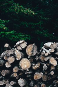 Pile stacked trees photo