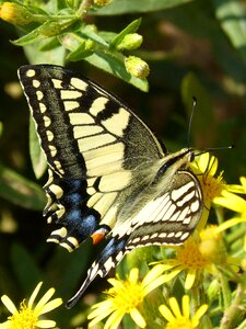 Butterfly queen flower libar