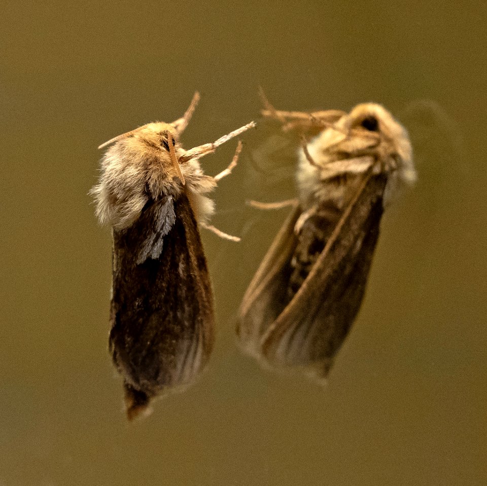 Moth on a bathroom mirror