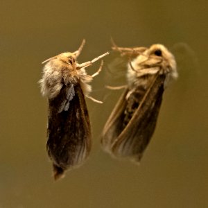 Moth on a bathroom mirror
