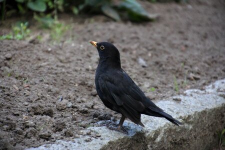 Throttle garden birds photo