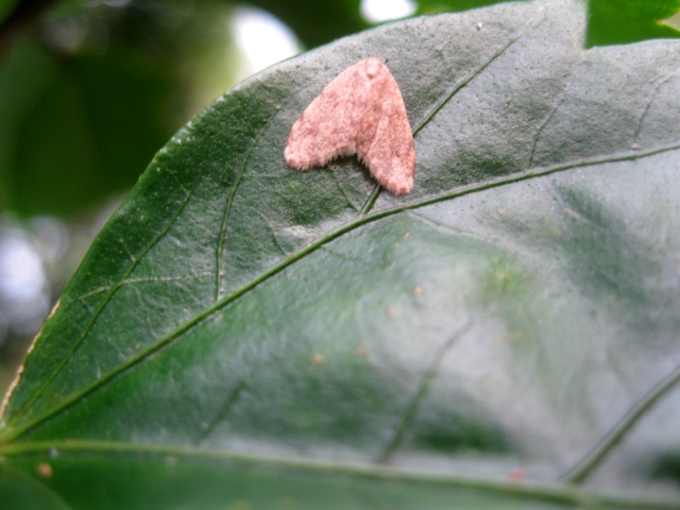 Moth near Sabalito Costa Rica4