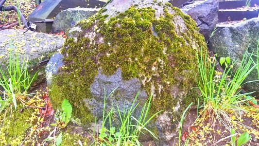 Moss 01 - Arlington, MA