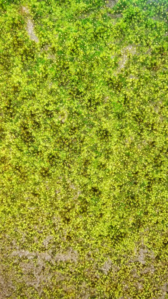Moss 02 - Arlington, MA