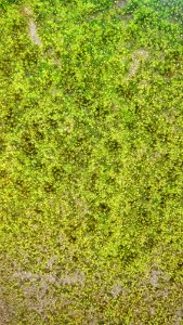 Moss 02 - Arlington, MA