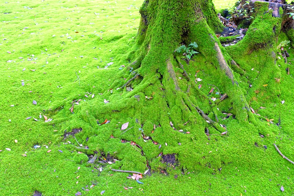 Moss - Barberini Gardens - Castel Gandolfo - DSC04353
