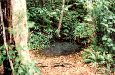 Moss's Well