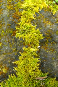Moss - Theatre - Villa of Domitian - Barberini Gardens - Castel Gandolfo - DSC04475