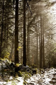 Mountain Forest (178189599)