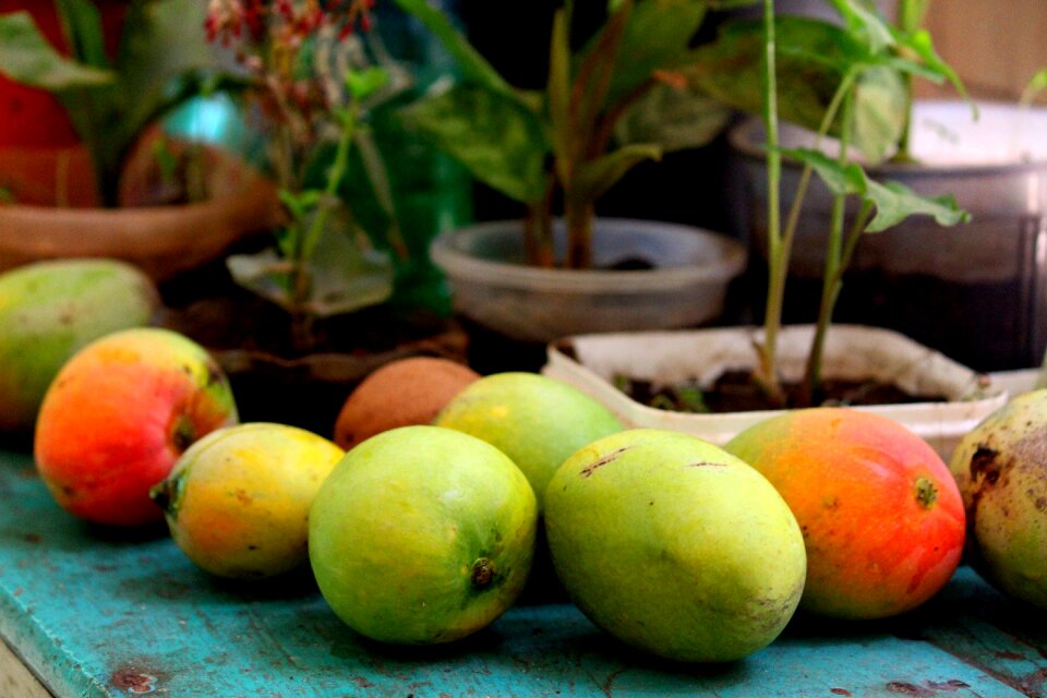 Random yummy mangofarming