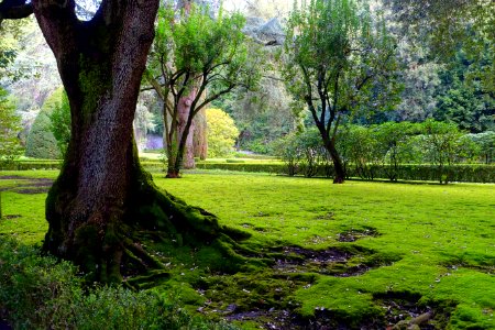 Moss - Barberini Gardens - Castel Gandolfo - DSC04355