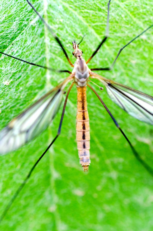 Mosquito (150634359)