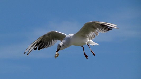 Mouette en vol avec un morceau de pain dans le bec