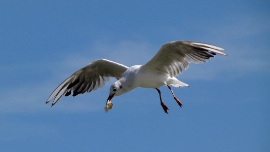 Mouette en vol avec un morceau de pain dans le bec photo