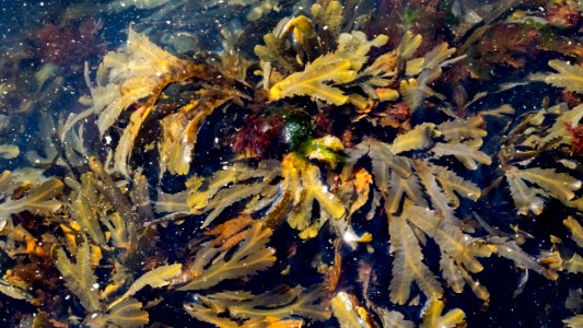 Mostly serrated wrack and red hornweed at the North Harbor Lysekil