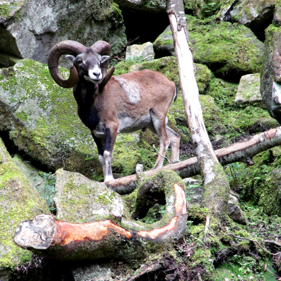 Mouflon de Corse Aran Park 14082018 1