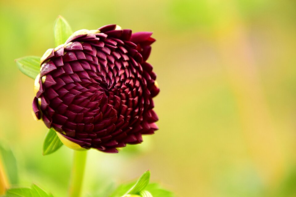 Blossom bloom dahlia garden