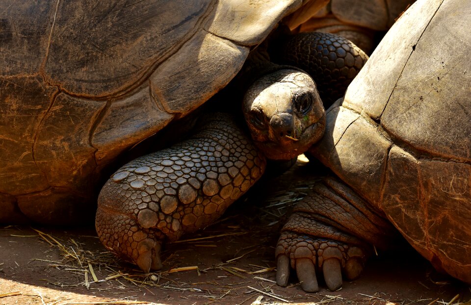 Zoo turtle tortoise