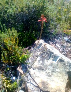 Mountain fynbos with Aloe decumbens