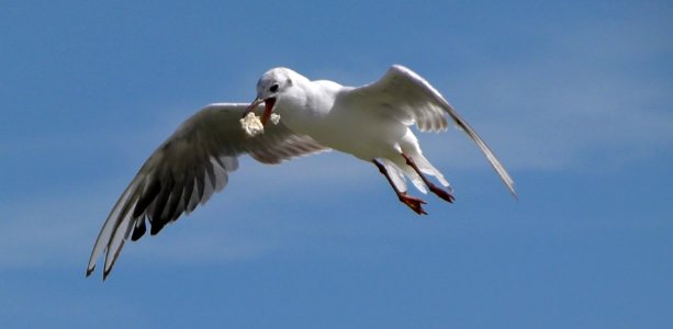 Mouette attrapant un morceau de pain en vol photo