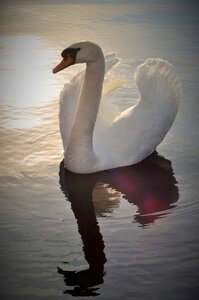 Water pond majestic photo