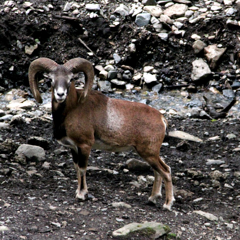 Mouflon de Corse Aran Park 14082018 2