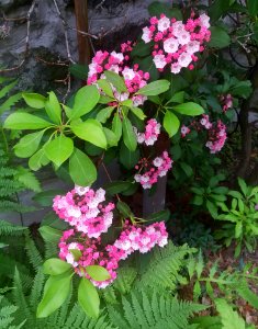 Mountain laurel - Arlington, MA