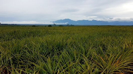 Mount Kitanglad seen from Camp Philips, Bukidnon 02