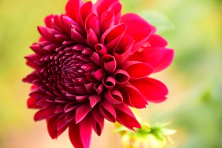 Bloom dahlia garden red