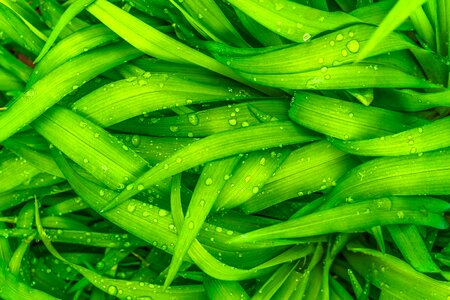 Spring abstract plants