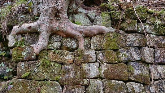 Forest wall stones