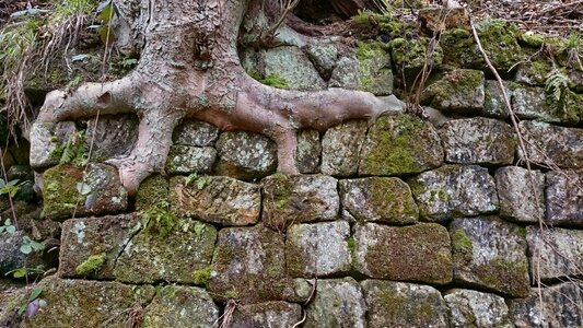 Forest wall stones photo