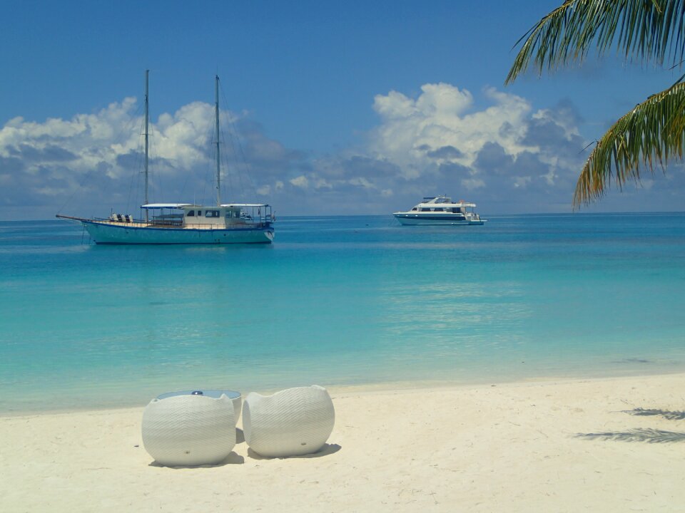 Maldives palm white