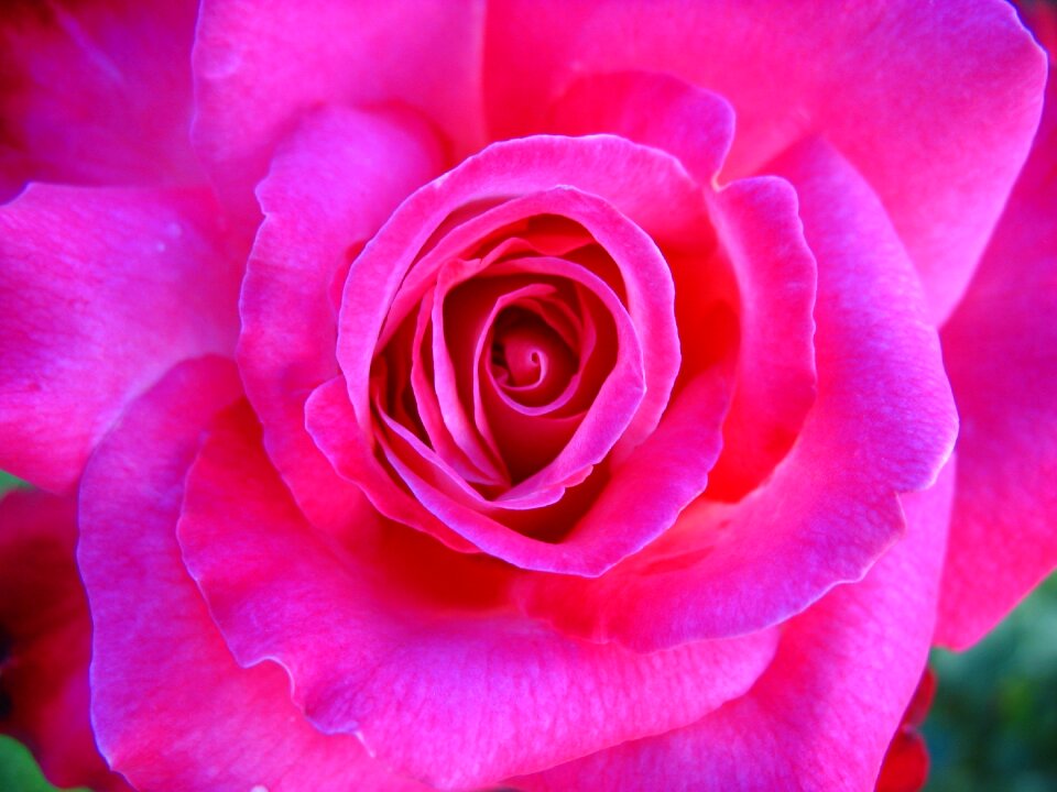 Floral summer blossom