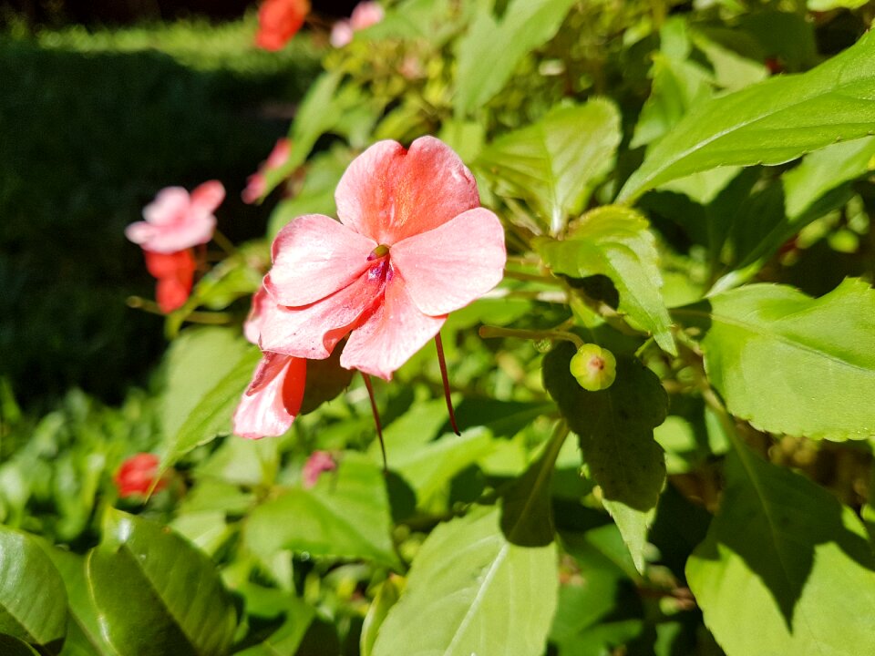 Rosa green nature