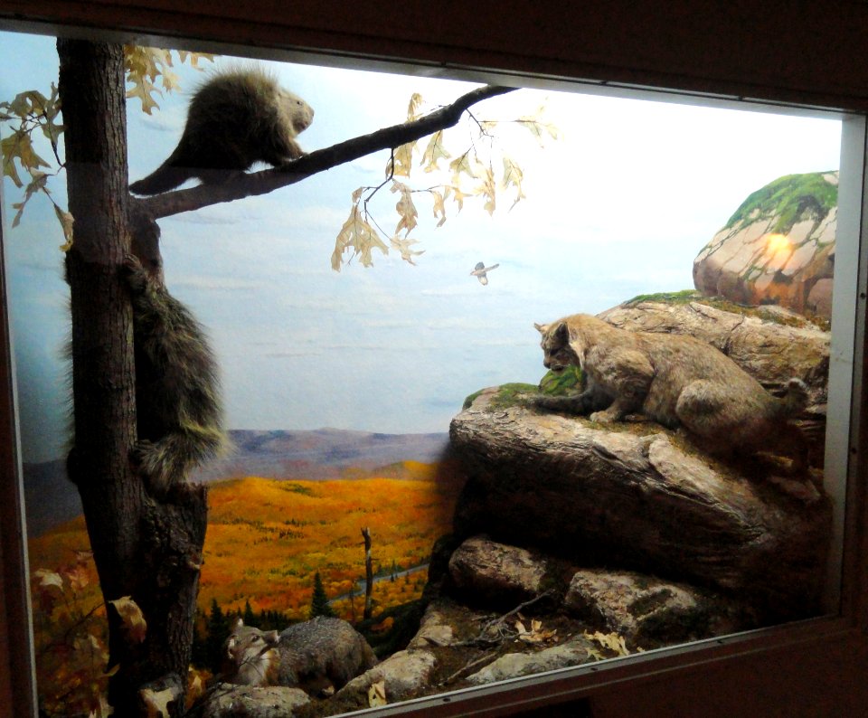 Mountain lion diorama - Springfield Science Museum - Springfield, MA - DSC03416