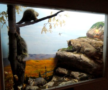 Mountain lion diorama - Springfield Science Museum - Springfield, MA - DSC03416
