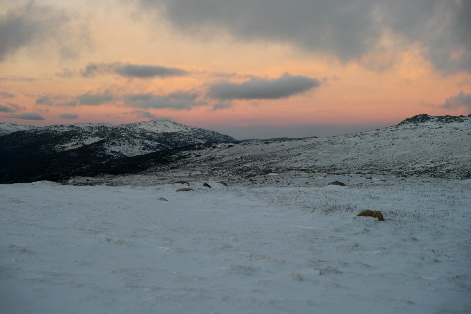 Mount Kosciuszko Summit walk, Kosciuszko National Park 25