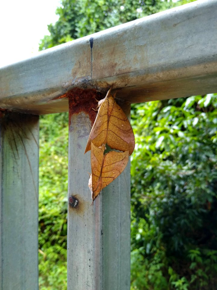 Moths in Shenzhen 1