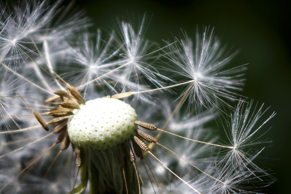 Summer pointed flower seeds