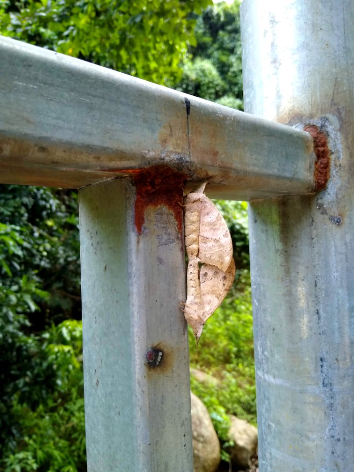 Moths in Shenzhen 2