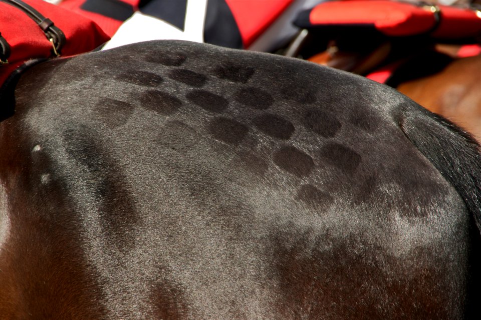 Motifs croupe cheval Garde Républicaine détail