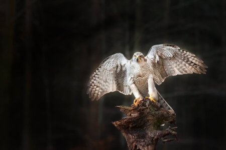 Nature predator flight photo