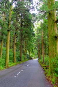 Motohakone-Kojiri path - Hakone, Japan - DSC05687