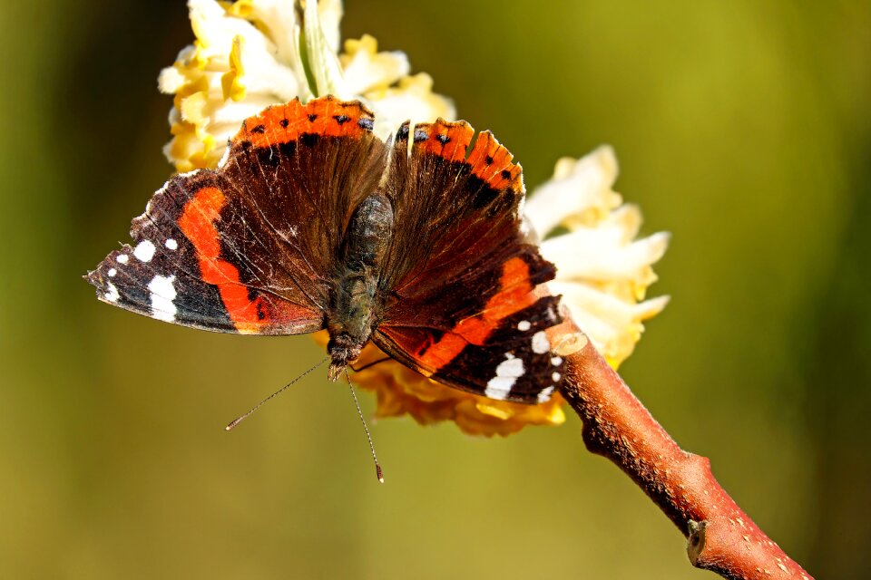 Insect vanessa atalanta wings open