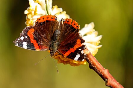 Insect vanessa atalanta wings open
